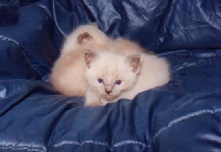 Kittens exhausted from rowdy play cuddle in a nest of soft,satin-covered down.