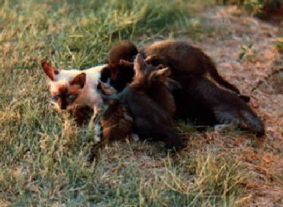 Do I look like a milk factory here?