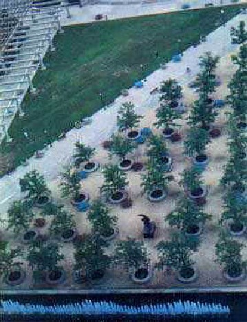 A tree grows in Brooklyn...er...Kansas City...ok...trees grow...(has anyone seen my medication?  Are those things even real?)