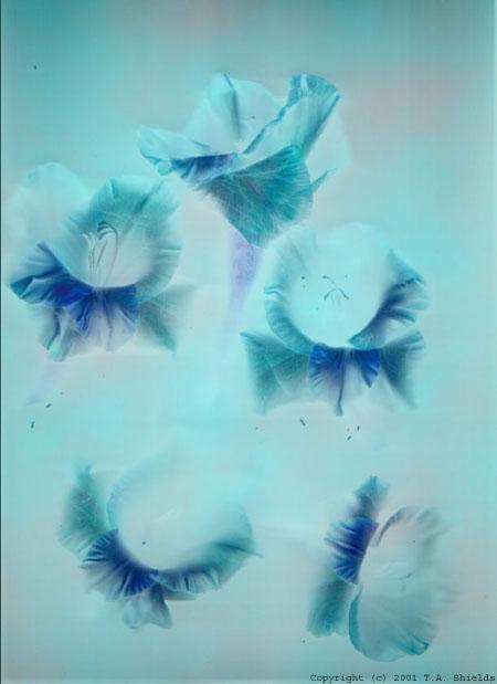 Cool glads in mists of aqua cloud