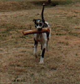 Wanna play fetch with me?