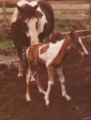 Why are my legs so long and bendy?  Help!